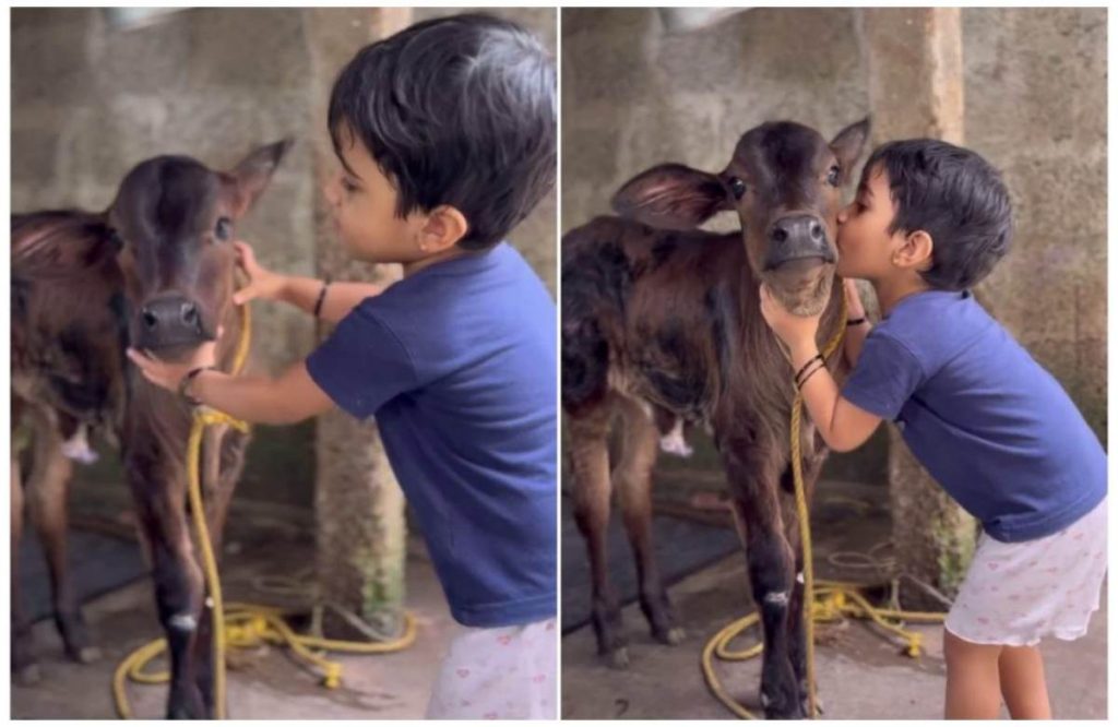 cute kids with cow viral video latest