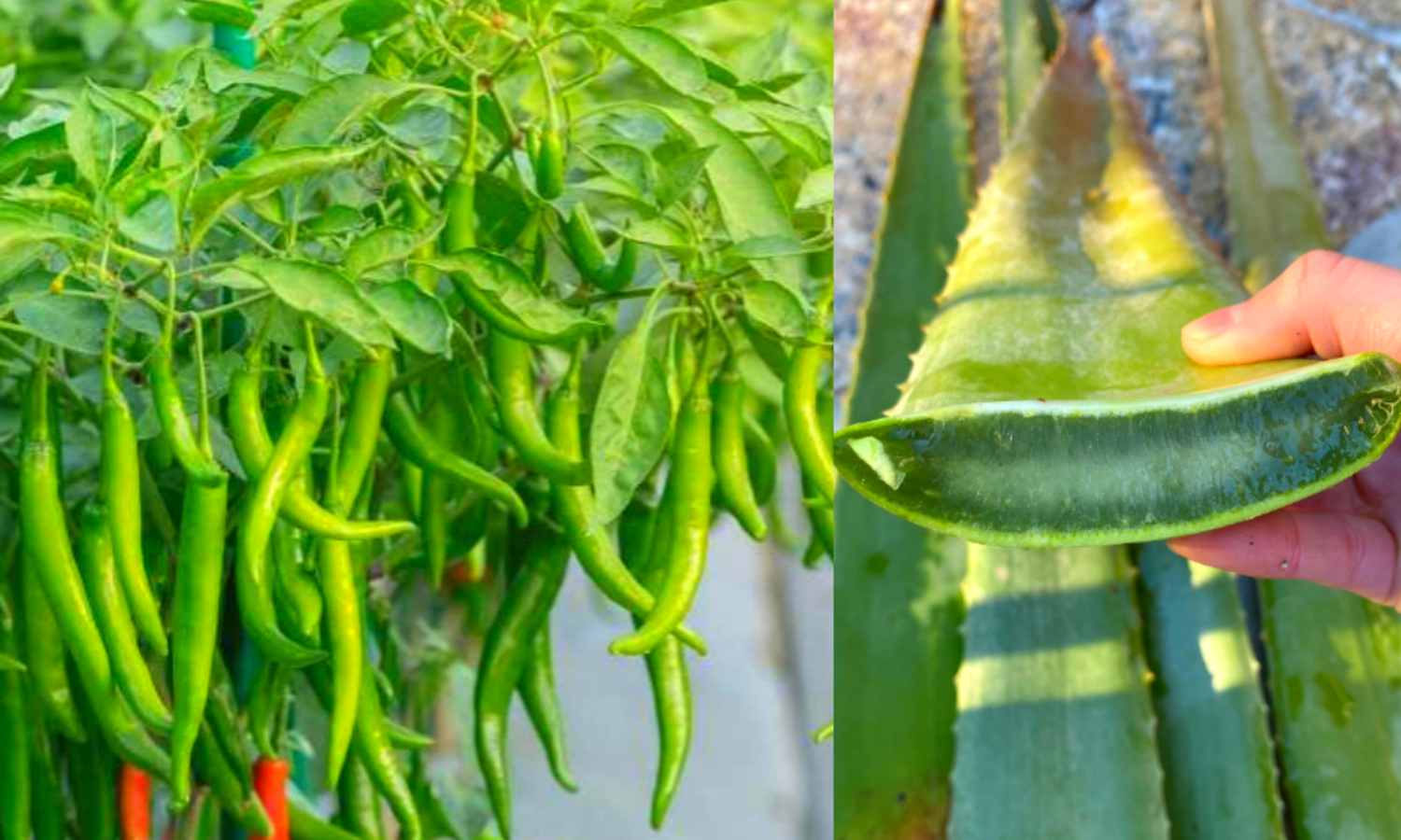 Aloe vera Pachamulaku Krishi Tips