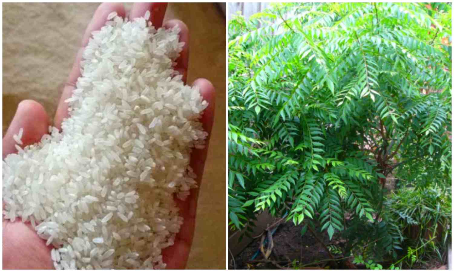 Curry Leaves Cultivation Using Raw Rice Tip