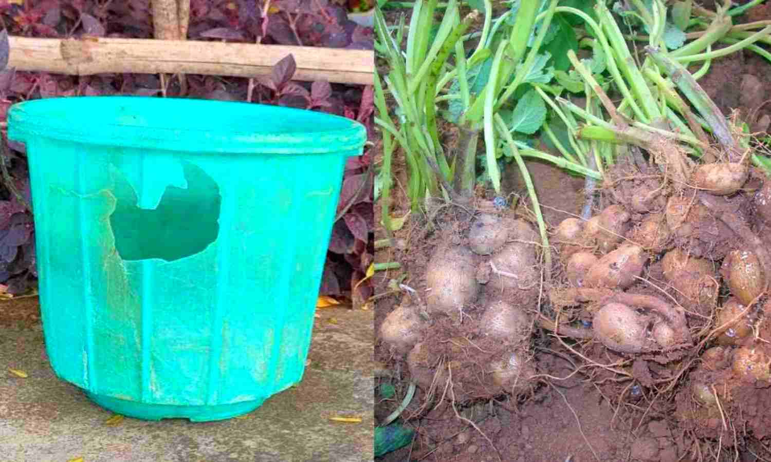 Easy Koorka Krishi Tips Using Bucket