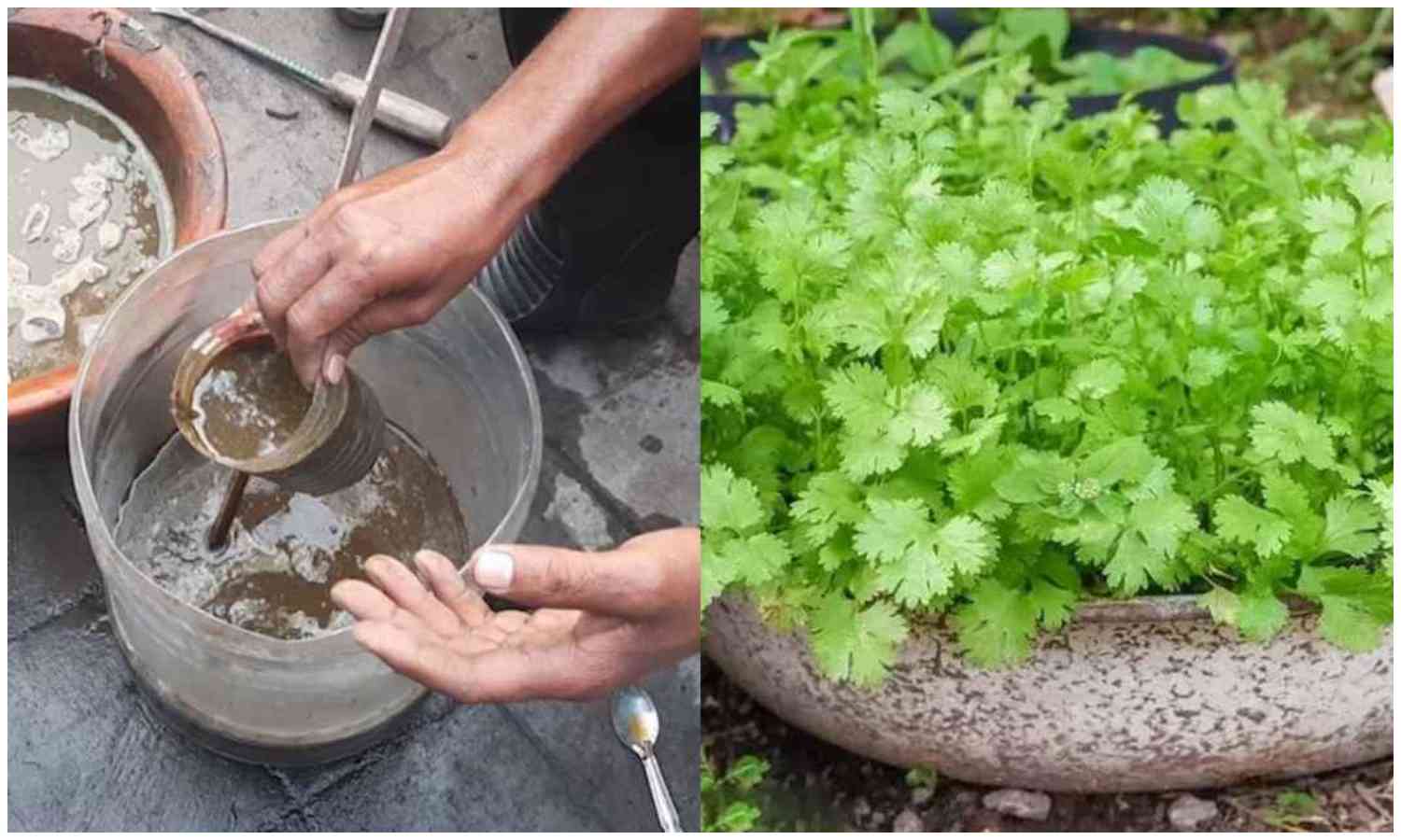 How To Grow Coriander At Home In Malayalam