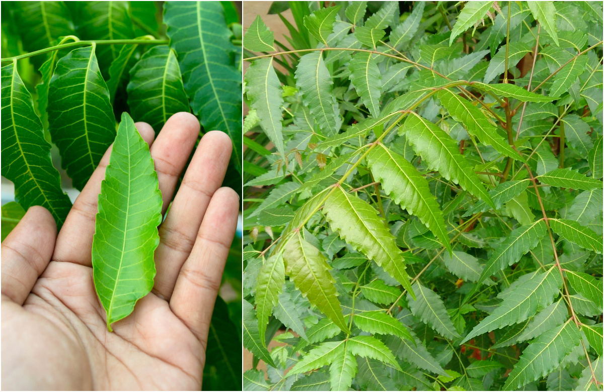 Neem Leaf Health Benefits