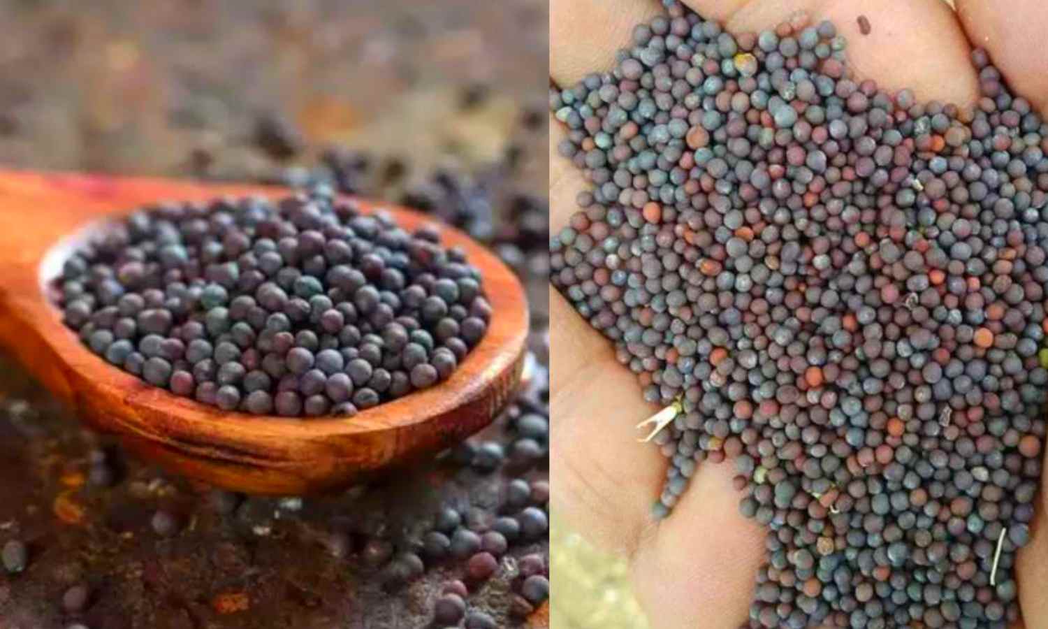 Useful Mustard Seed Benefits